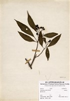 藏品(玉葉金花)的圖片
